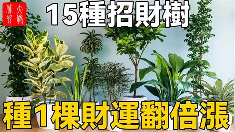 富貴樹種類|招財樹有哪些？命理專家盤點8種好照顧又能帶來好風水的植物